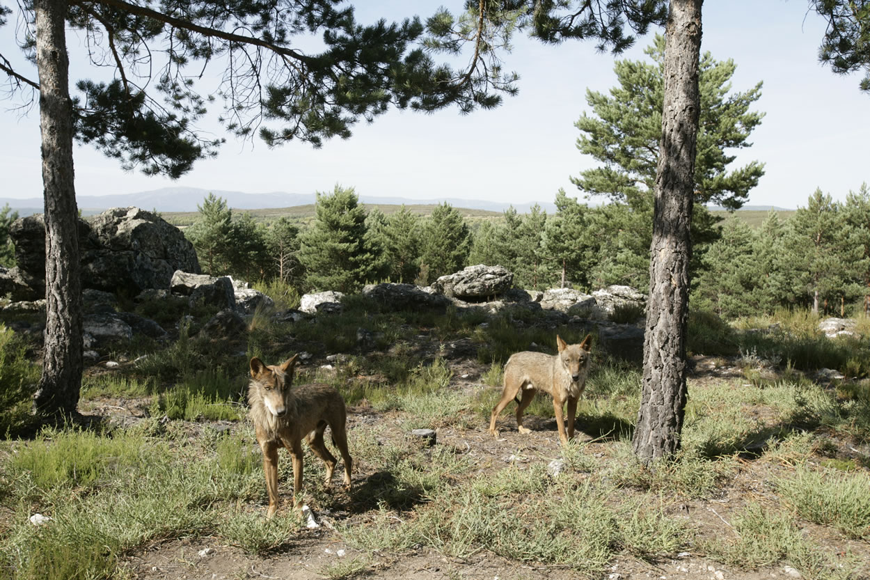 El Plan de Caza permite abatir 11 lobos en la Sierra de la Culebra la próxima temporada